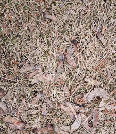 grass 1.jpg