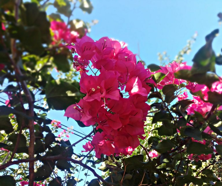 IMG_20201219_072337.jpg