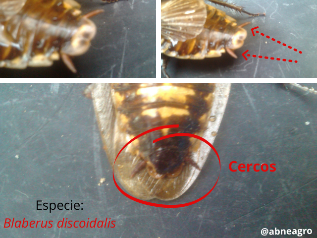 Blattodea partes 4.png