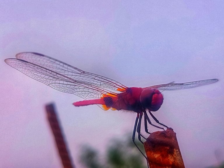 Urothemis signata.