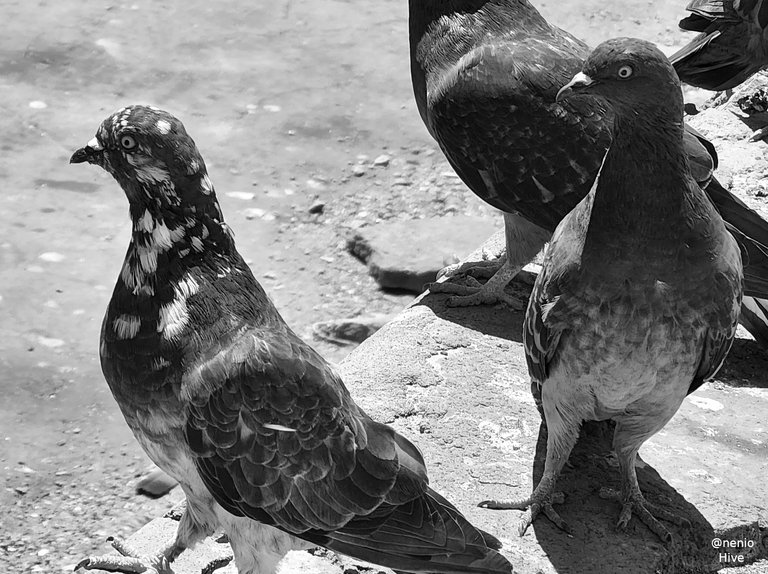 pigeons-012-bw.jpg