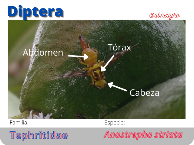 @abneagro(3).png