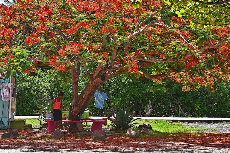 Carriacou-04.jpg