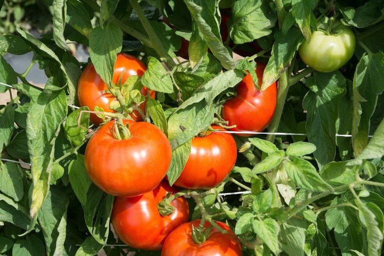 tomato-nutritions-ced26114.jpg