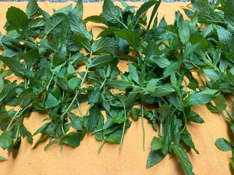 foodiesbeehive-spearmint.jpg