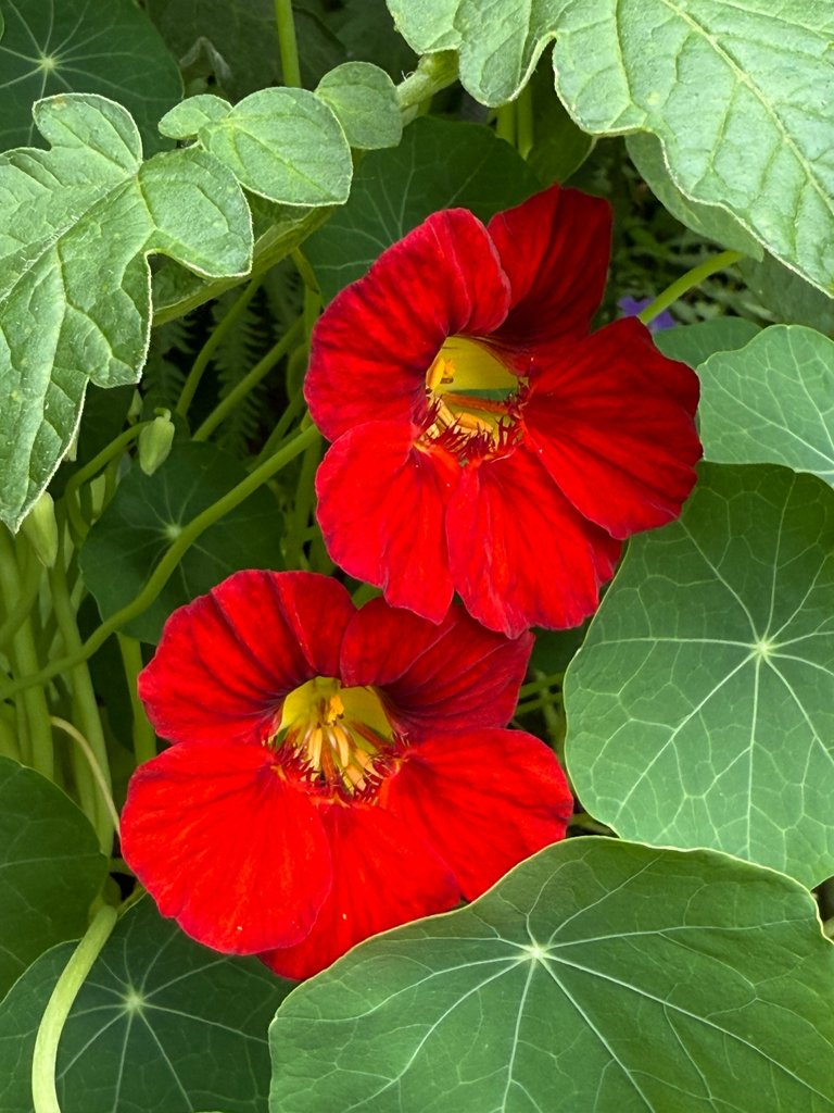 hivegarden-flowers-15.jpg