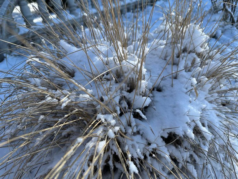 IMG_1347.jpeg
