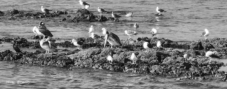 pelicans-segulls-002-bw.jpg