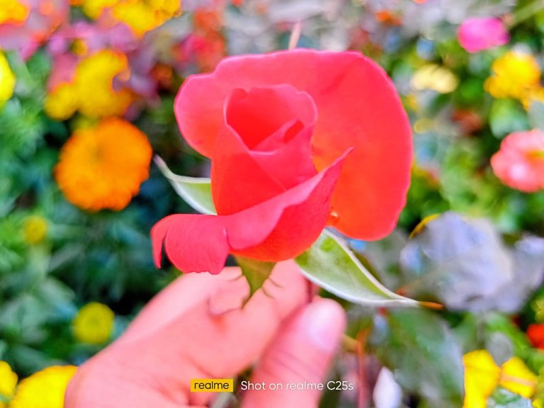 Beautiful Flower photography.