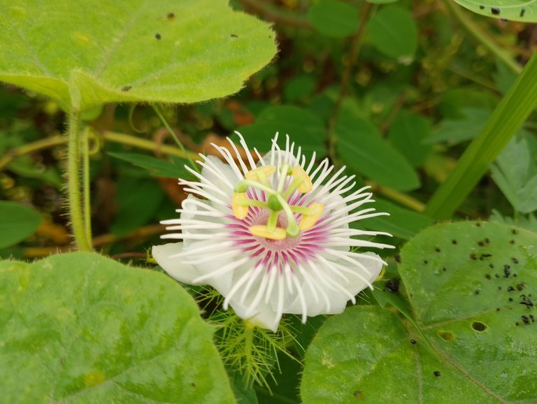 IMG_20250520_082430.jpg
