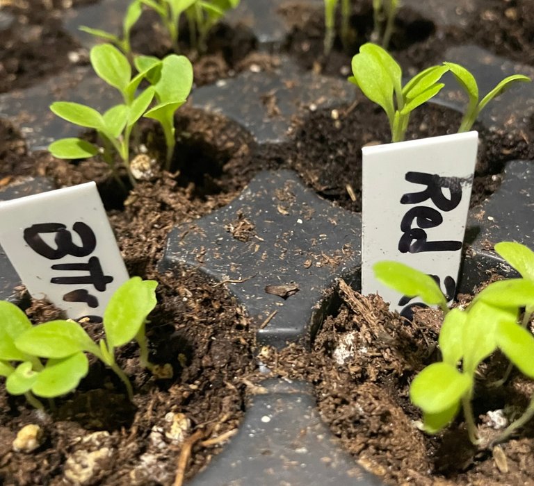 gardening-homesteading-diy-lettuce.jpg