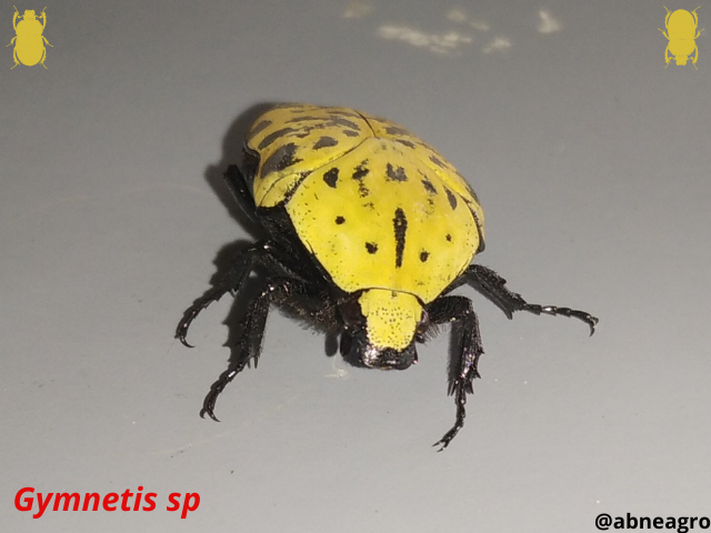 Automeris cf. jucunda (7).png