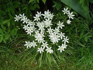 Estrella de belen.jpg