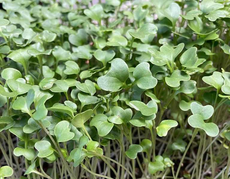 microgreens-broccoli-3.jpg