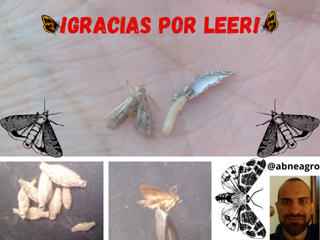Lepidoptera final.png