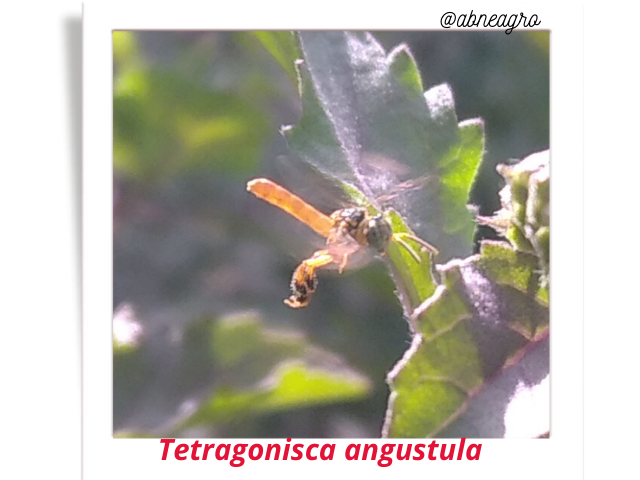 @abneagro(12).png