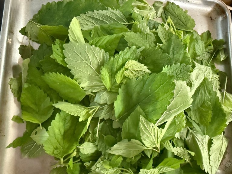 foodiesbeehive-lemon-balm.jpg