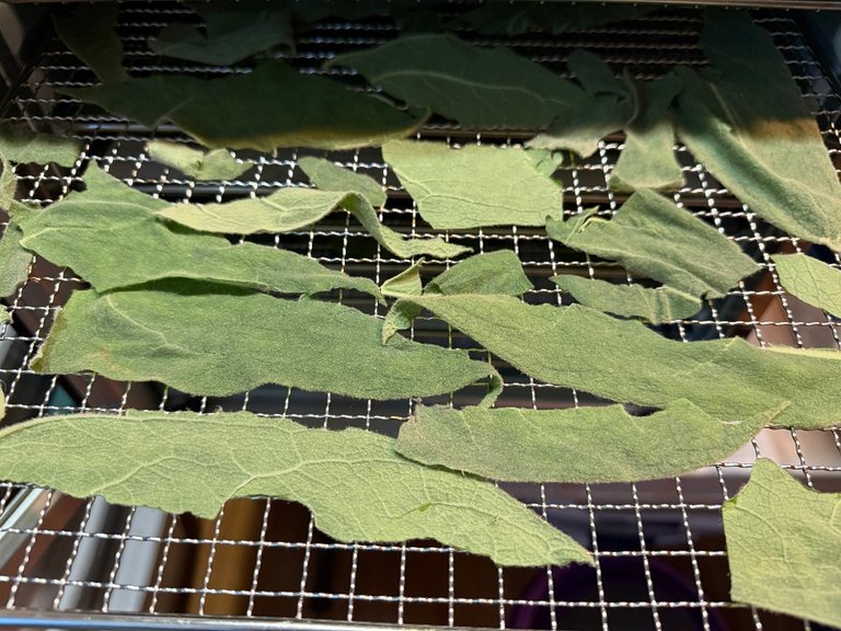 foodiesbeehive-mullein.jpg