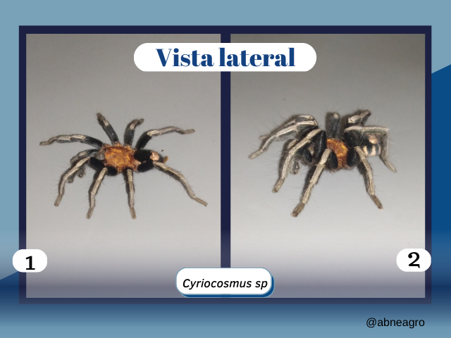 Video ácaro (3).png