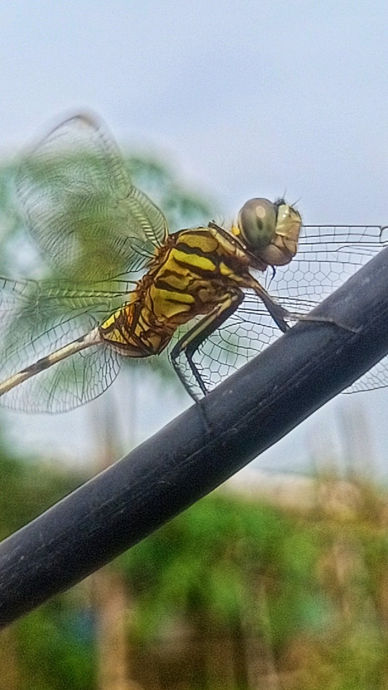 IMG20250719150713.jpg
