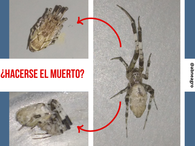 Video ácaro (4).png