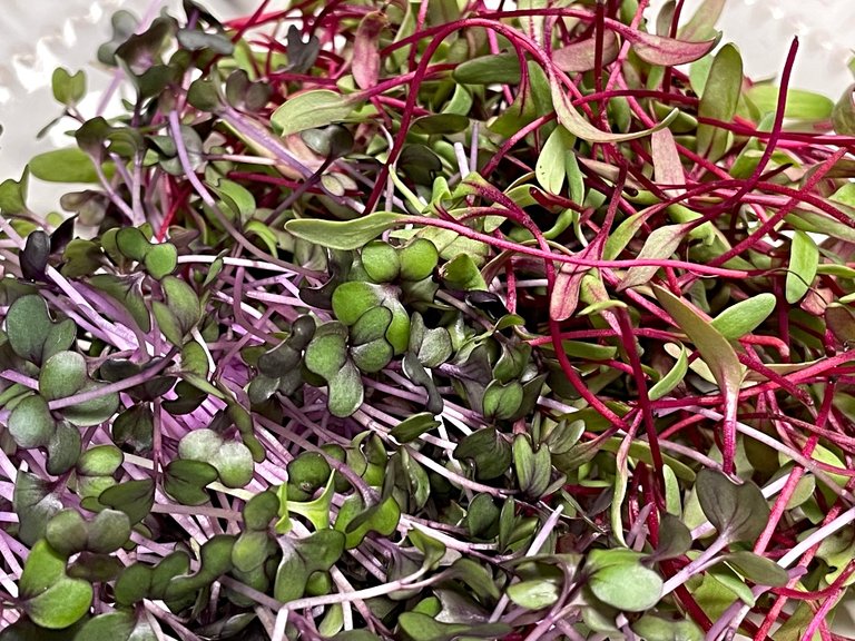 microgreens-radish-6.jpg