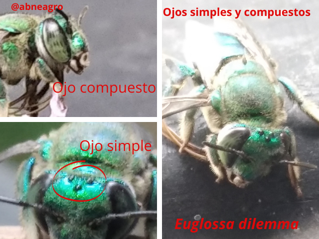 ojos.png