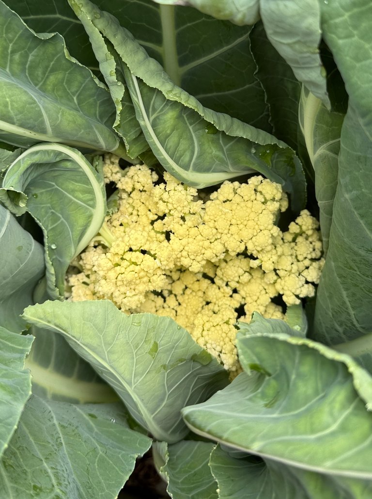 hivegarden-veggies-5.jpg