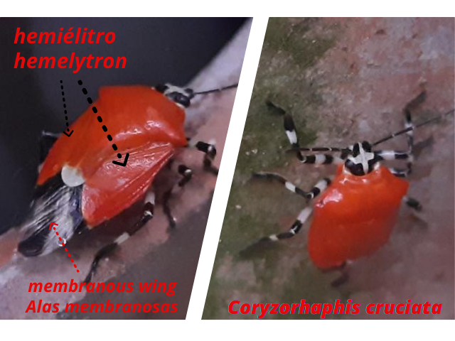 Pentatomidae(3).png