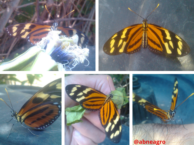 Lepidoptera444.png