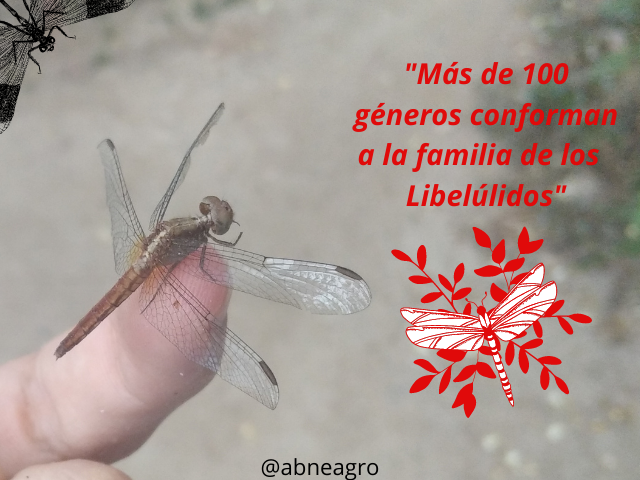 Libellulidae(1).png