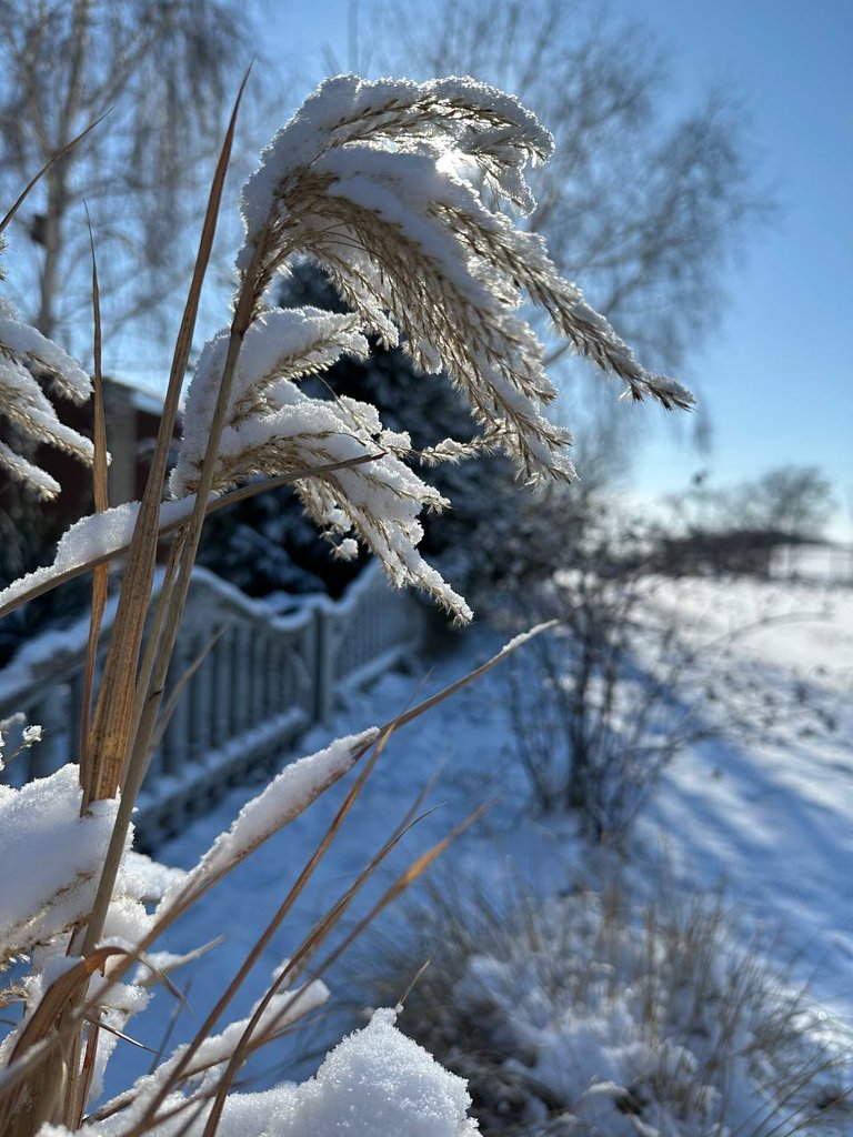IMG_1358.jpeg