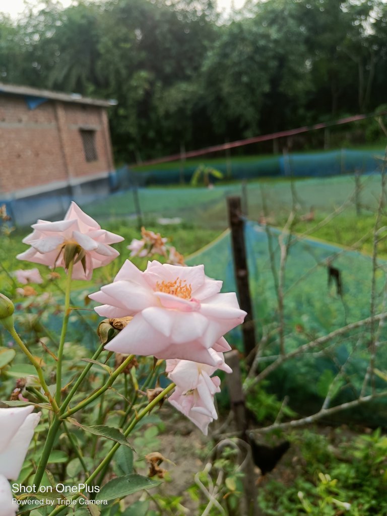 Rose flower photography ...