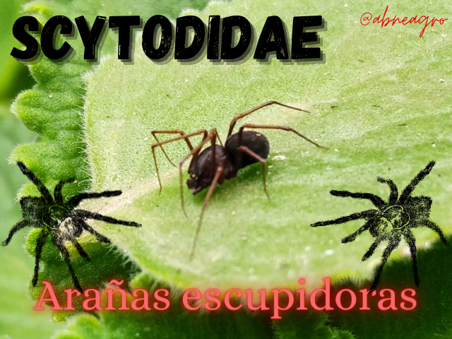 Diseño sin título.png