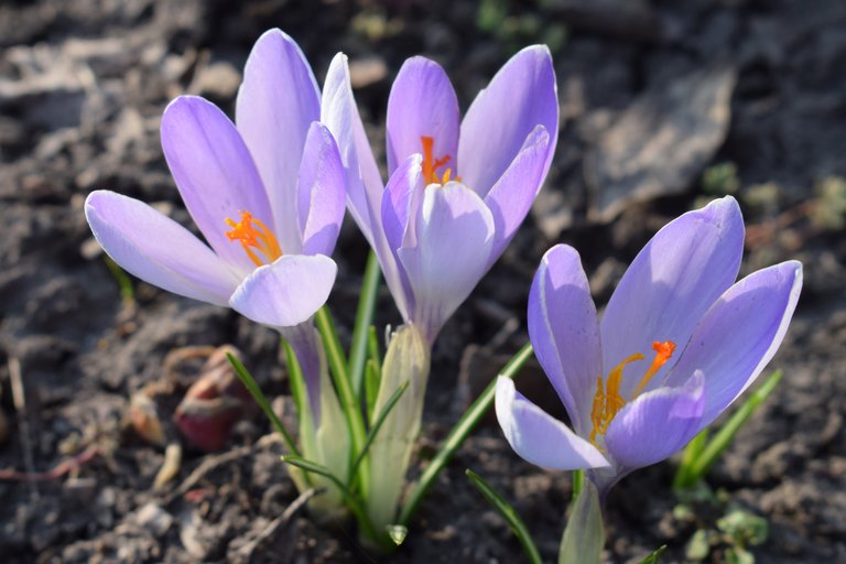 First Flowers