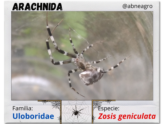Arachnida.png