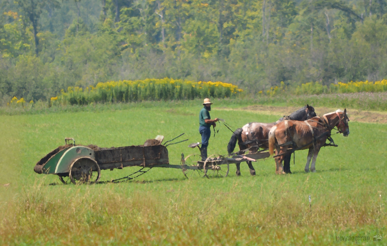 grass-hay-field-farm-meadow-prairie-419648-pxhere.com.jpg