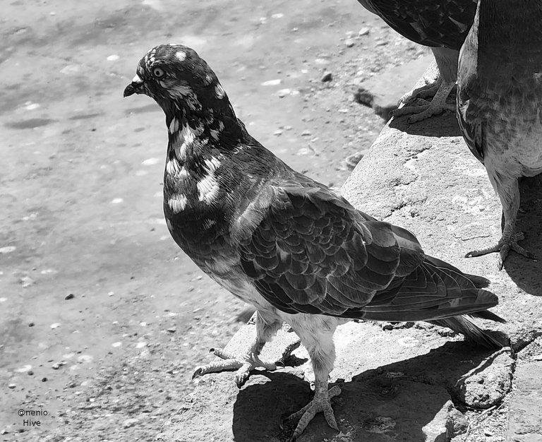 pigeons-010-bw.jpg