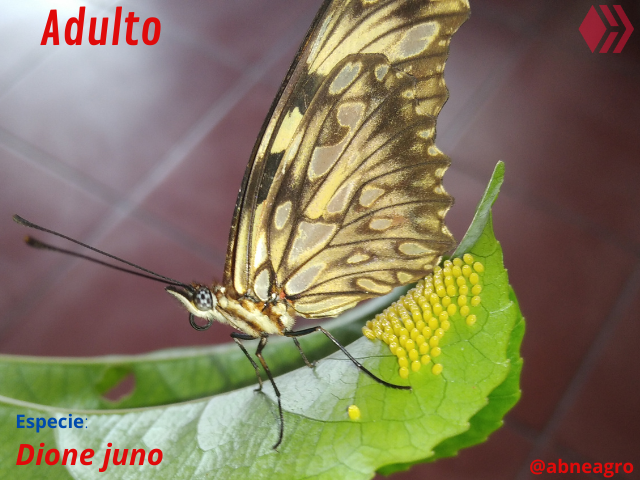 Automeris cf. jucunda (13).png