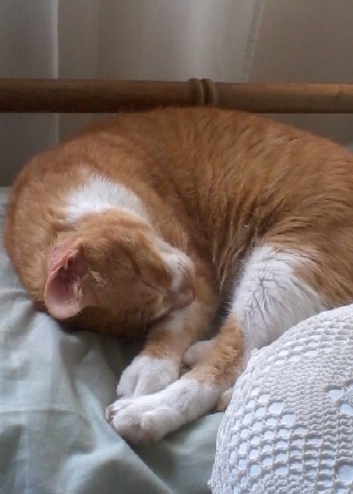 Angelito1.jpg
