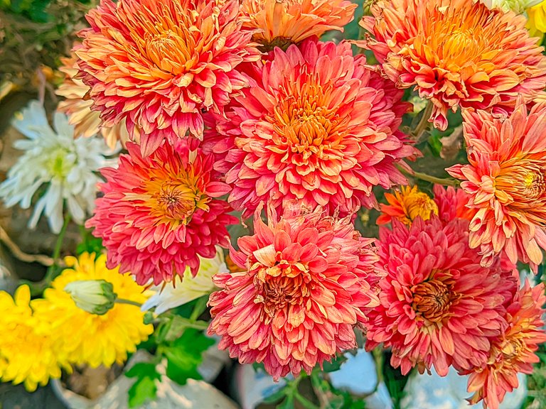 LMC_20250122_120934_🌈Color boost by Riyan .jpg