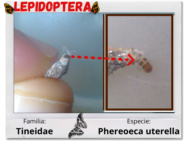 Lepidoptera 3.png
