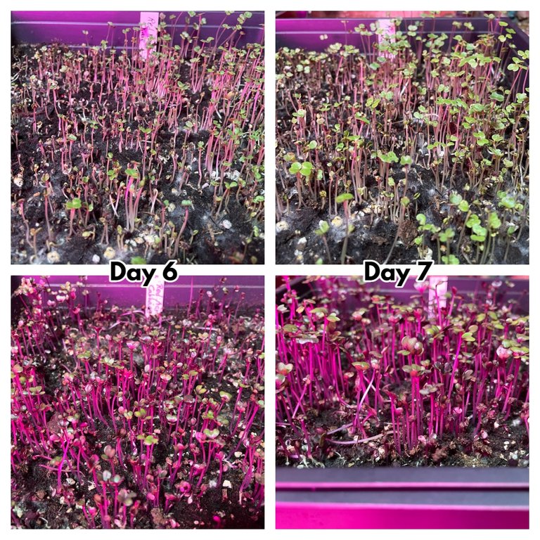 microgreens-day 6-7.jpg