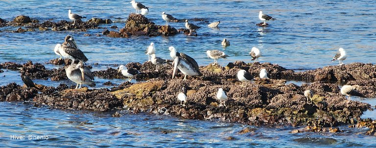 pelicans-segulls-002.jpg