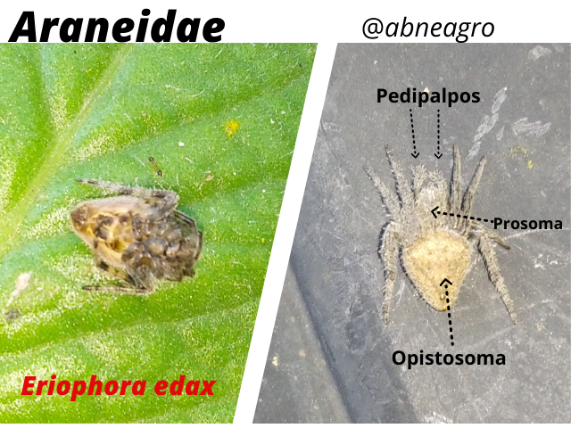 Araneidae(6).png