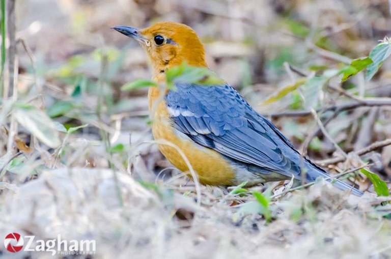 Orange-Headed Thrush.jpg