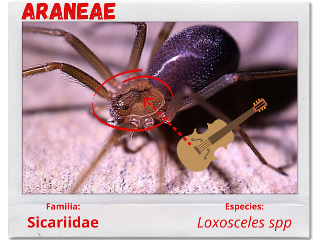 Araña 9.png