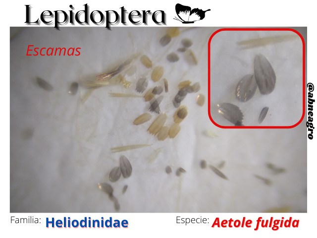 Lepidoptera(7).png
