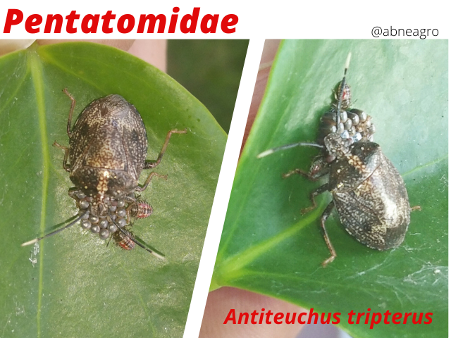 Hemiptera(5).png
