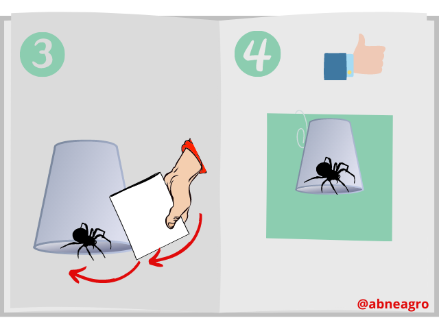 Araña 12.png